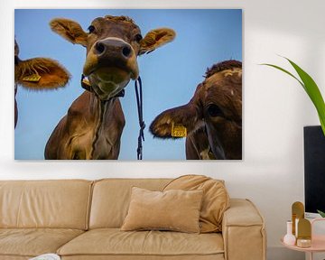 "Nieuwsgierigheid" van Zwitserse koeien. van Kaj Hendriks