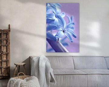 Hyacinth by Violetta Honkisz