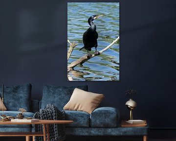 Cormoran sur Anette en Charles Pont