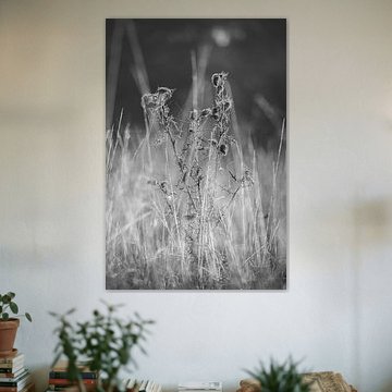 Silence enchevêtré : beauté brute en nuances de gris