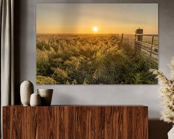 Opkomende zon boven mistig met grassen bedekt weiland kleurt de lucht goud van Bram Lubbers