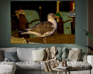 Een zeemeeuw op een strandstoel van Ian Messerschmidt