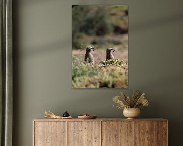 2 suricates en Afrique du Sud sur Robin Beukeboom