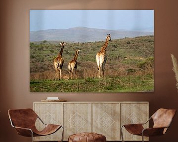Photos prises lors de notre voyage de trois semaines en Afrique du Sud