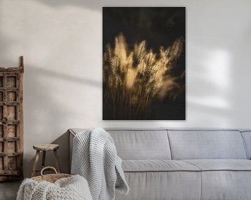 L'herbe à lampions au soleil couchant