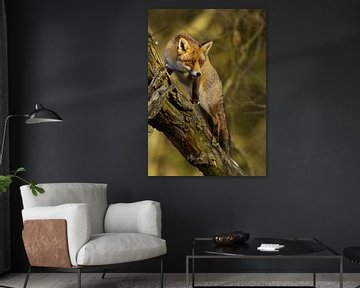 Renard grimpant à un arbre sur Menno Schaefer