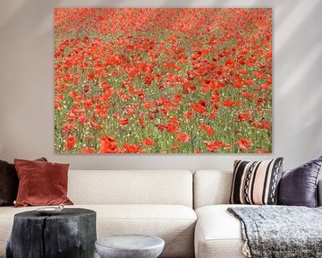 Field of Poppies van Bianca ter Riet