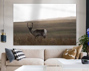 Swedish Lapland