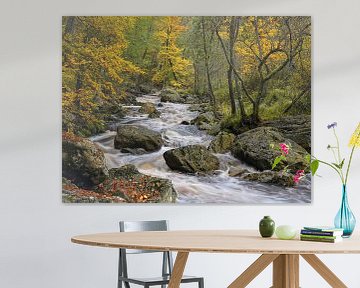 Herfstkleuren - Prachtige Ardennen van Rolf Schnepp