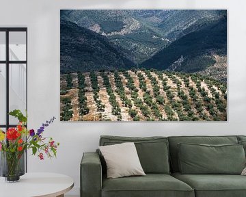 Olive trees by Martijn Smeets