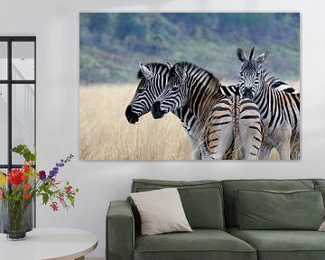 Zebra's in Swaziland van René Meester