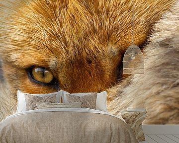 Fox portrait by Menno Schaefer