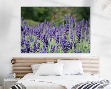 Lavendel von Jasper Hovenga