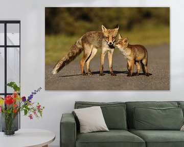 Young fox and mother by Menno Schaefer