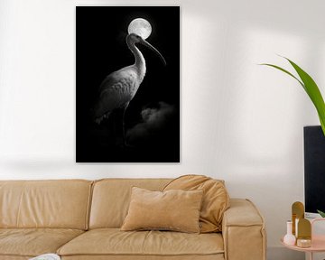Ibis van Poster Art Shop