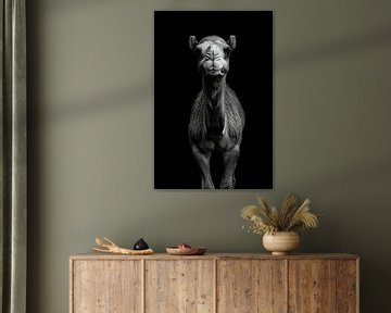 Kameel van Poster Art Shop