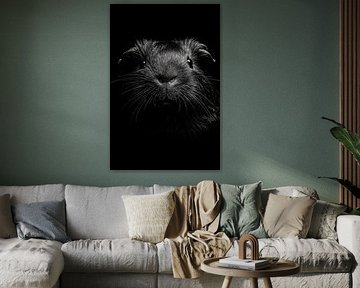 Guinea pig by Poster Art Shop