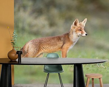 Young fox by Menno Schaefer