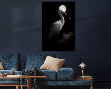 Ibis van Poster Art Shop