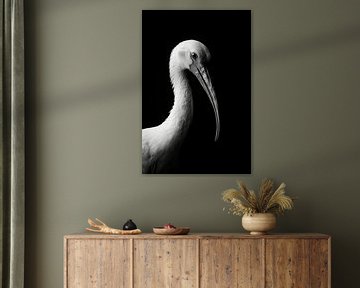 Ibis van Poster Art Shop