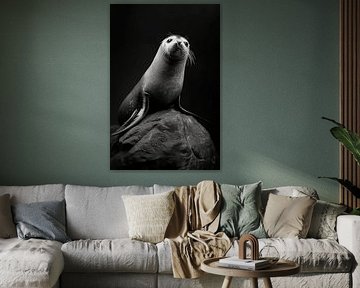 Harbour seal by Poster Art Shop