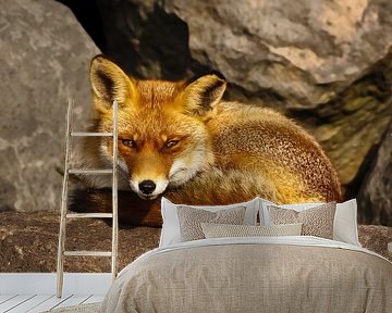 Fox lying on a stone by Menno Schaefer