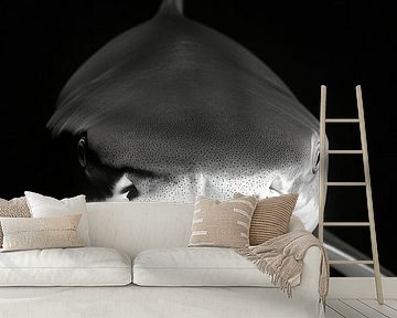 Hai. by Poster Art Shop