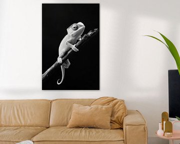 Gekko van Poster Art Shop