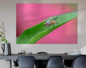 miracle eating insect by Wendy Verhoeven