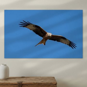 Rotmilan bei der Jagd