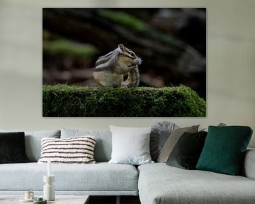 Ground squirrel washes its tail by Wendy van der Klift-Bartelings
