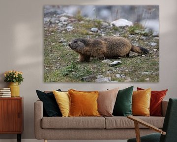 Marmot in Cervinia Wildlife Aosta Valley Italy van Frank Fichtmüller