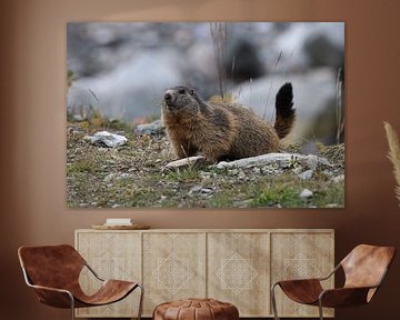 Marmot in Cervinia Wildlife Aostadal Italië van Frank Fichtmüller