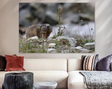 Marmot in Cervinia Wildlife Aostadal Italië van Frank Fichtmüller