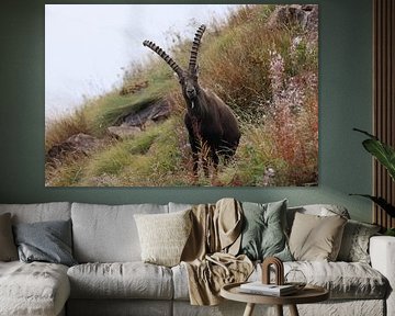 Steenbok (Capra ibex ibex) Alpen Aostadal, Italië
