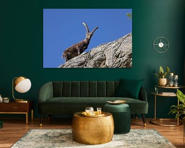 Steenbok (Capra ibex ibex) Alpen Aostadal, Italië