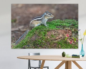 Ground squirrel by Wendy van der Klift-Bartelings