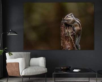 Ground squirrel with cheeks full by Wendy van der Klift-Bartelings