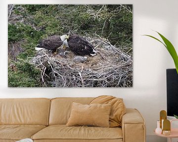 Adult Bald Eagle with chick in a nest in a tree Newfoundland Canada