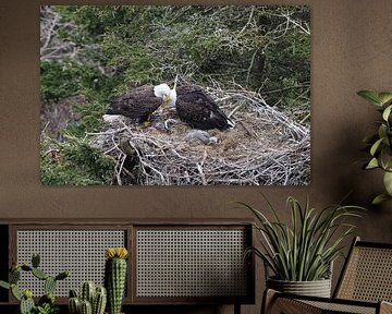 Adult Bald Eagle with chick in a nest in a tree Newfoundland Canada