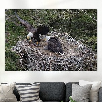 Adult Bald Eagle with chick in a nest in a tree Newfoundland Canada