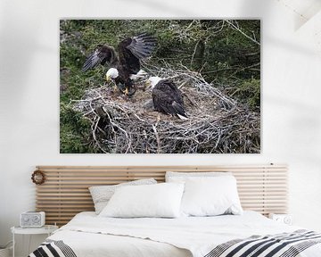 Adult Bald Eagle with chick in a nest in a tree Newfoundland Canada