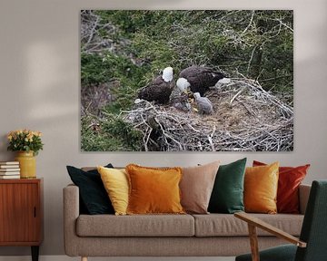 Adult Bald Eagle with chick in a nest in a tree Newfoundland Canada