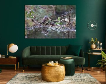 young European beaver Swabian Alb Baden Wuerttemberg Germany