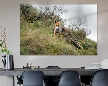 Fuchs in den Dünen von Menno Schaefer