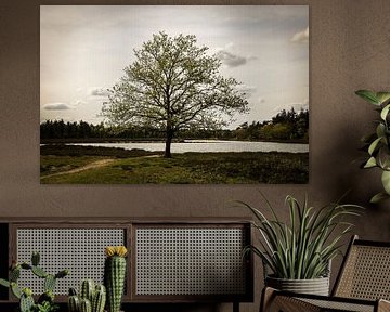 Nature, Deurne, The Netherlands by Travel Tips and Stories
