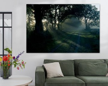 Zonnestralen in de ochtend