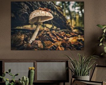 Paddenstoel in het Speulderbos. van rosstek ®