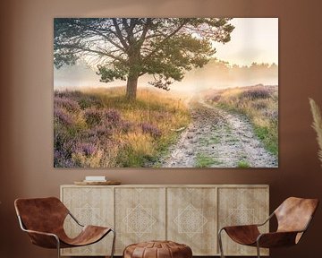 Fußweg auf der blühenden Heide