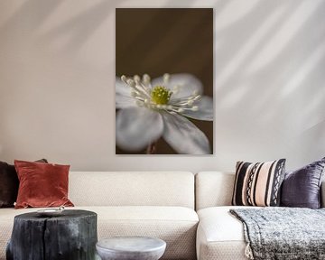 Bloem van de levermos van Naturdetail Fotografie